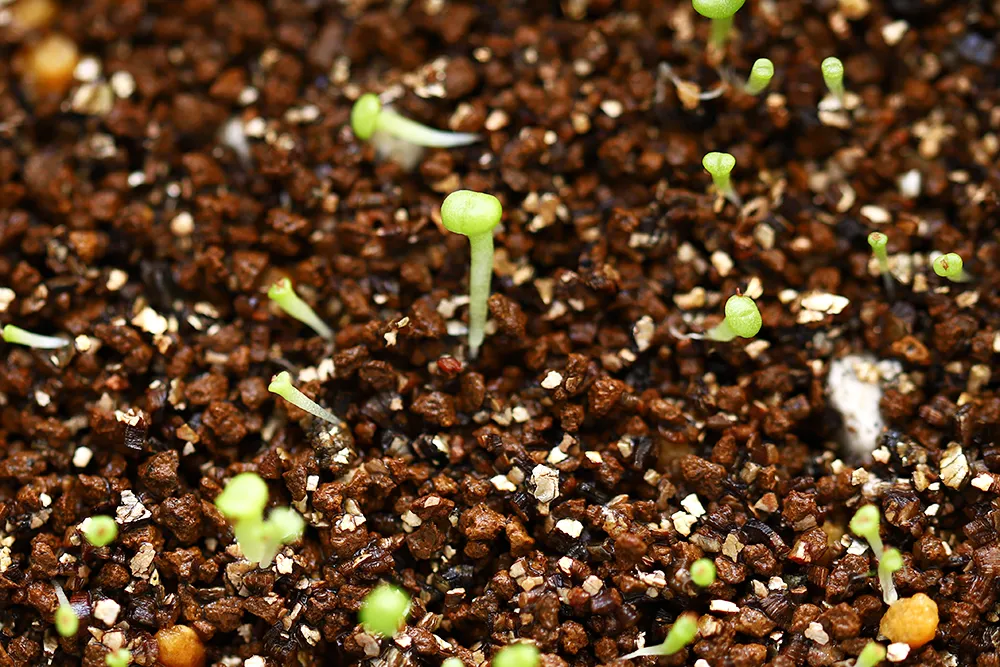 Lithops Mix Seeds (リトープス ミックス)