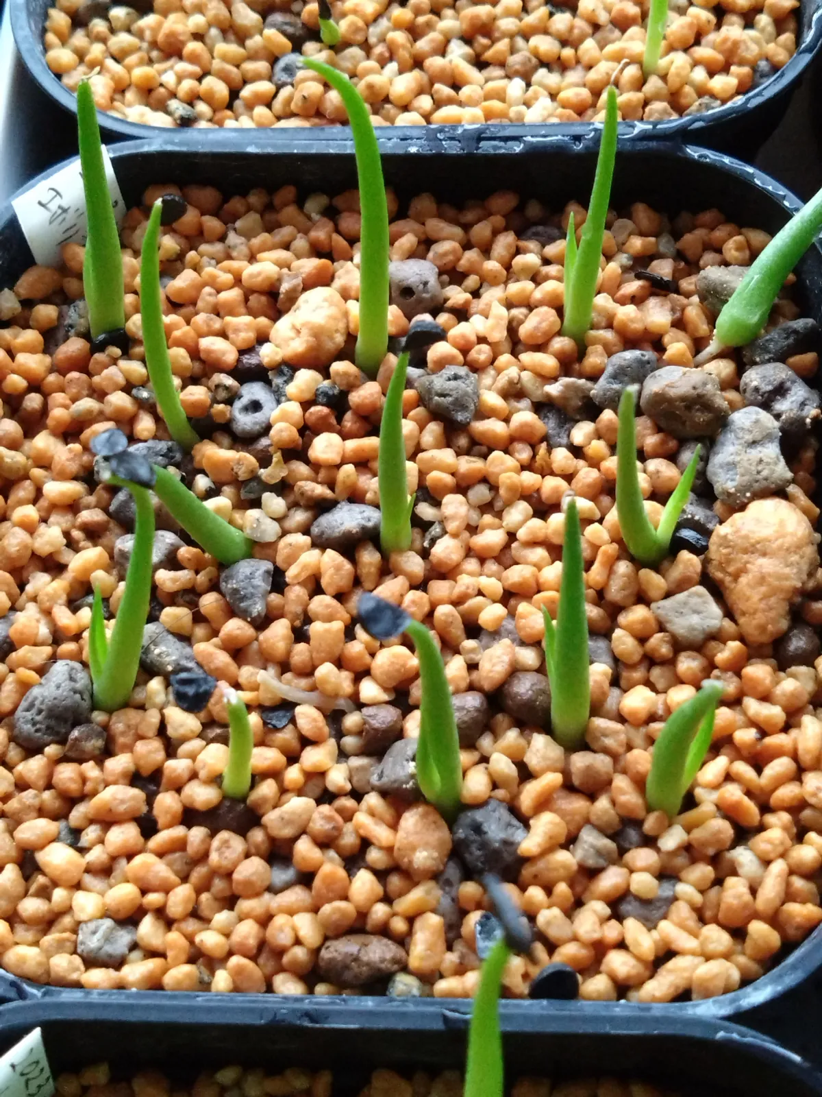 Agave utahensis var. eborispina Vegas (アガベ エボリスピナ ヴェガス)
