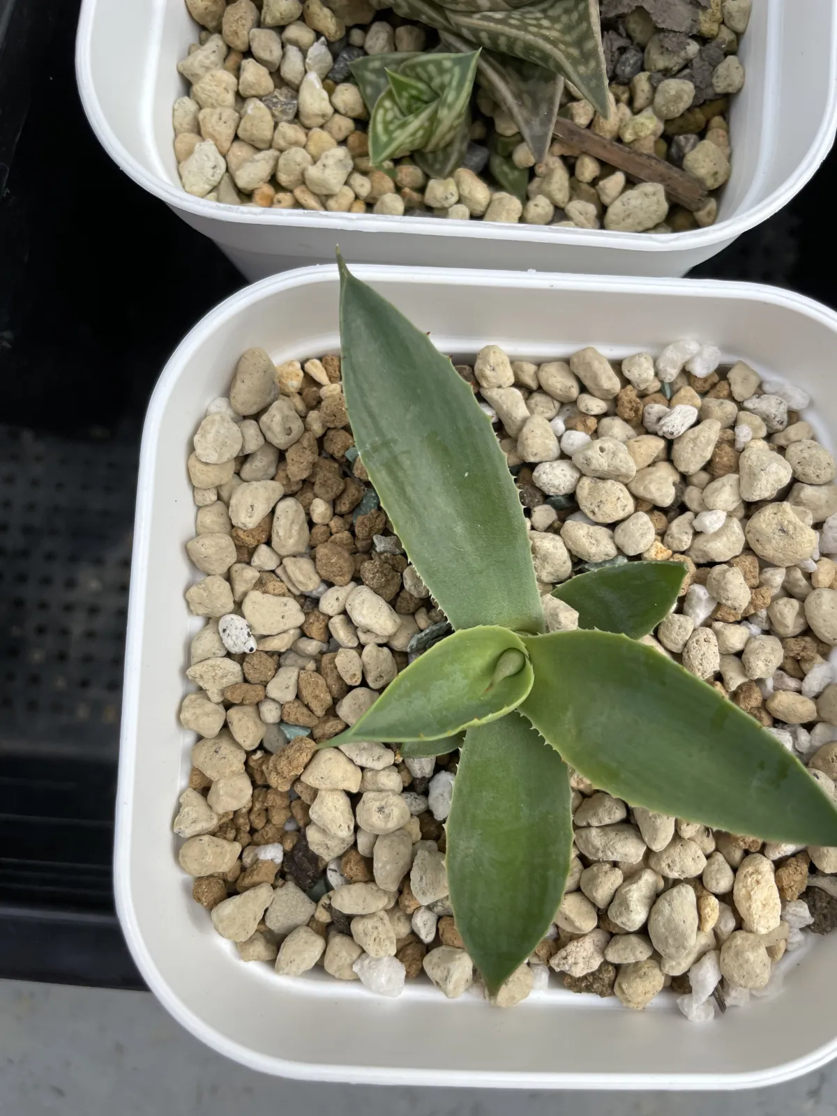 Agave parryi ssp. parryi (アガベ パリー)