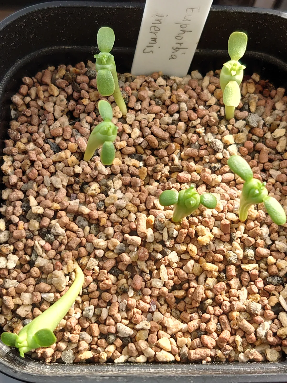 Euphorbia inermis (ユーフォルビア イネルミス 九頭竜)