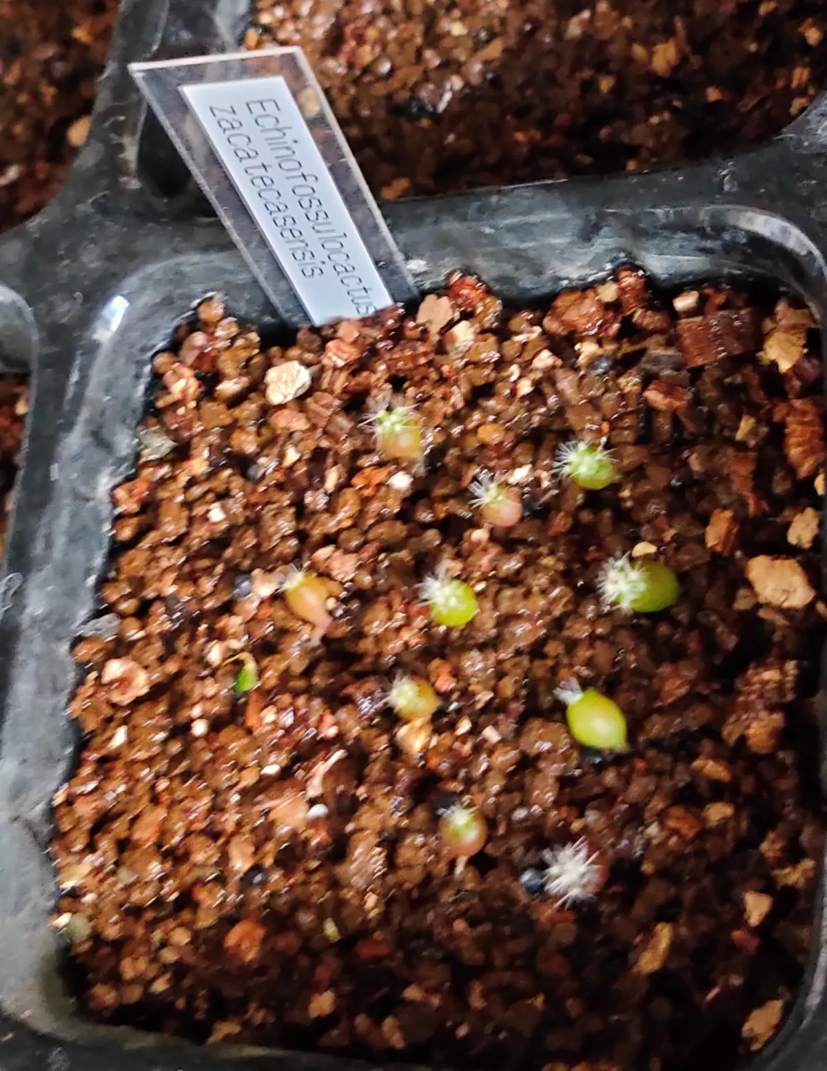 Echinofossulocactus zacatecasensis (エキノフォスロカクタス ザカテカセンシス)