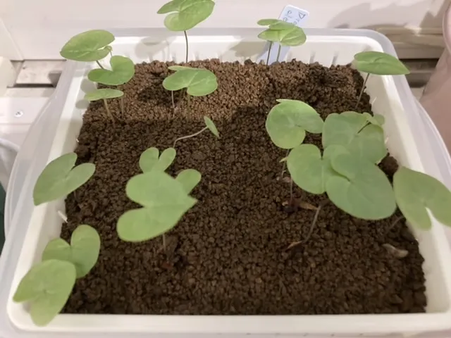 Dioscorea elephantipes (ディオスコレア エレファンティペス)