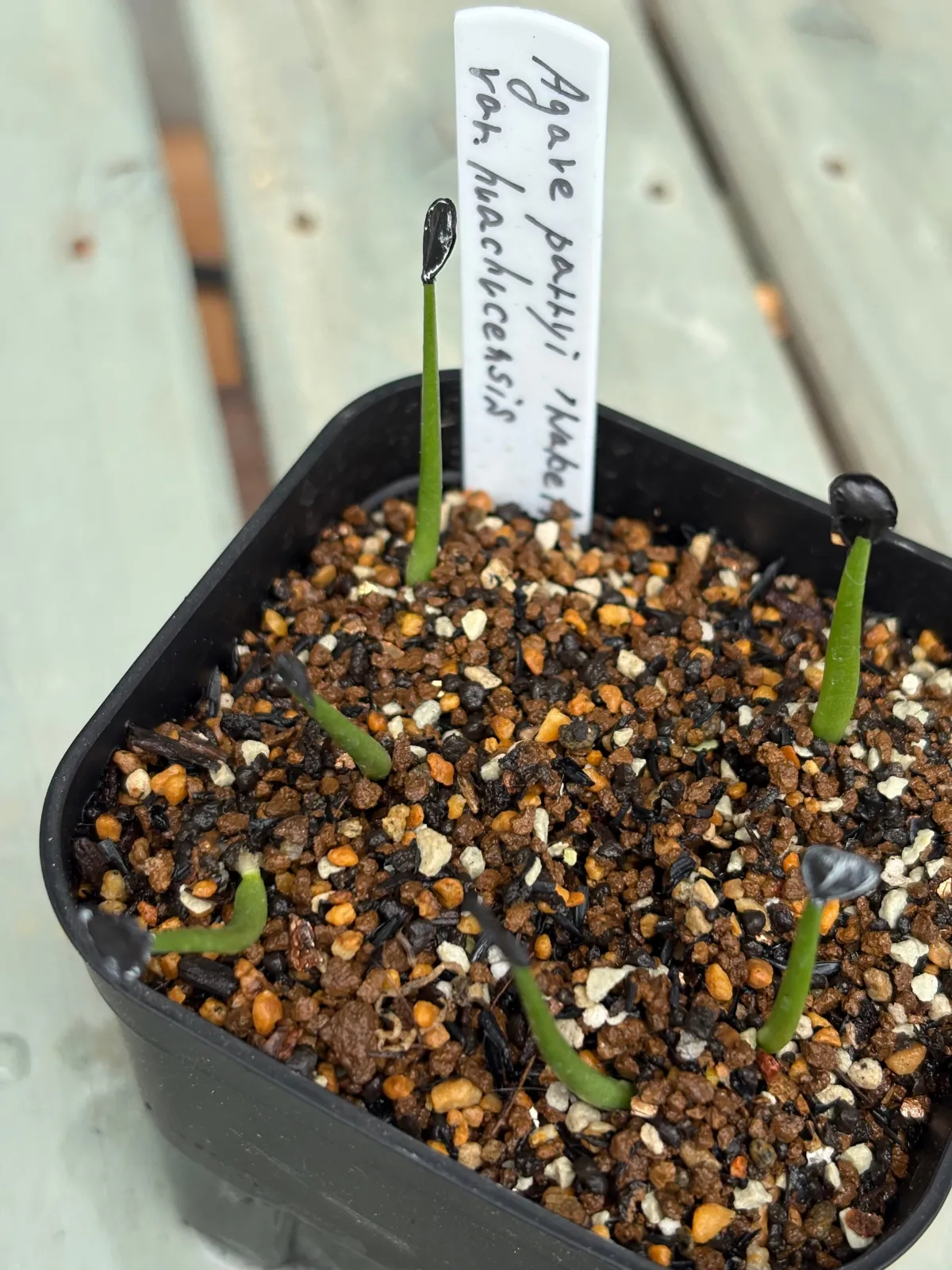 Agave parryi huachucensis Wakefield (アガベ パリー ウェイクフィールド)