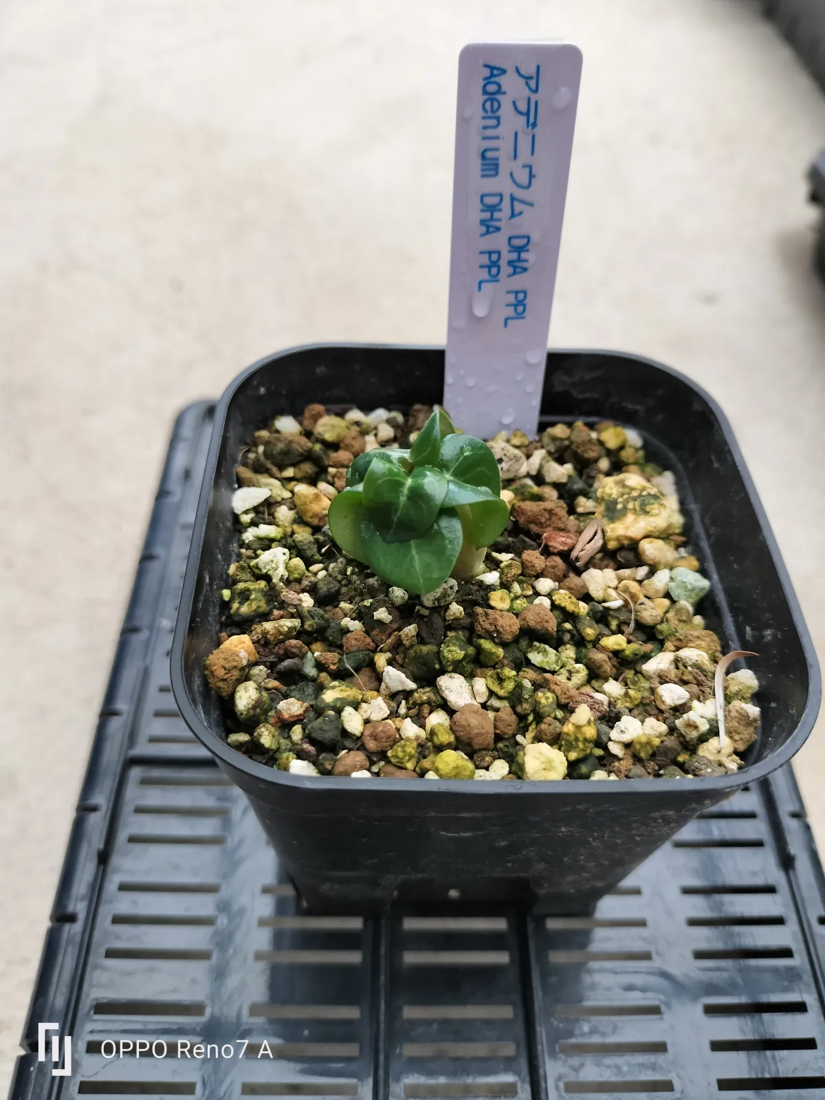 DHA PPL Adenium DHA PPL (アデニウム)
