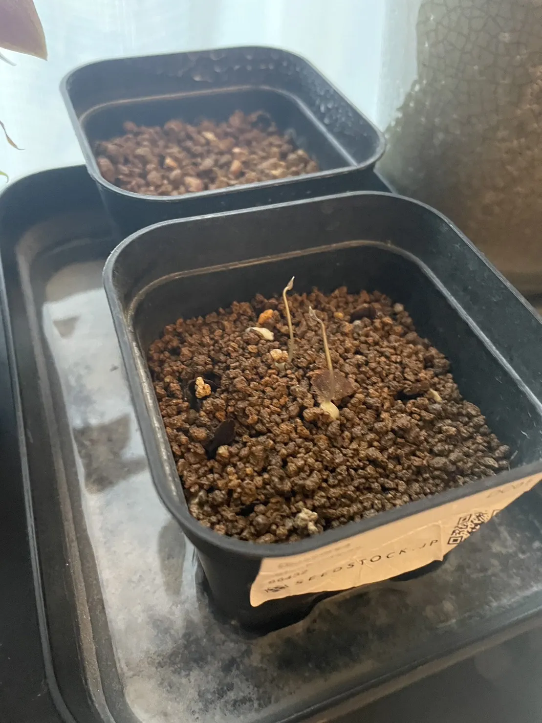 Dioscorea elephantipes (ディオスコレア エレファンティペス)