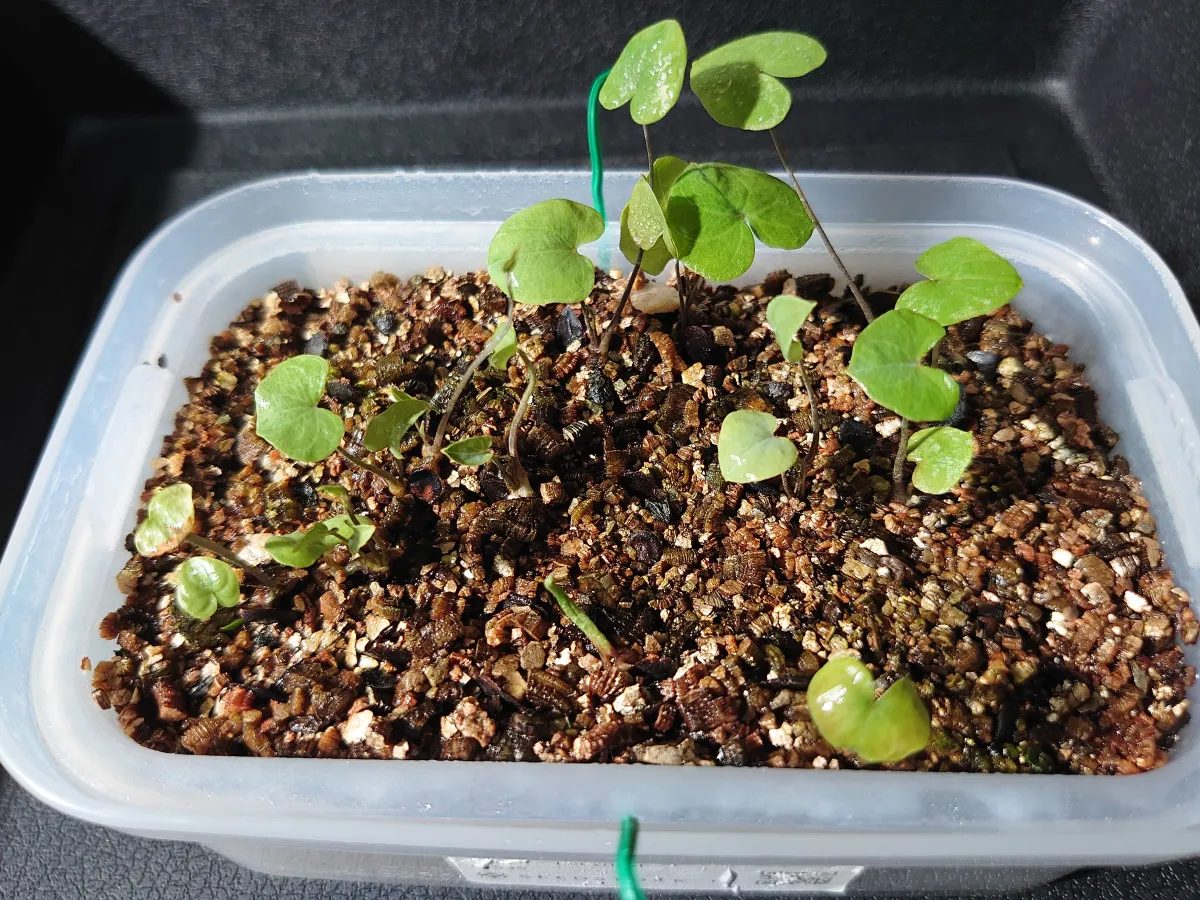 Dioscorea elephantipes Lot. (ディオスコレア エレファンティペス)