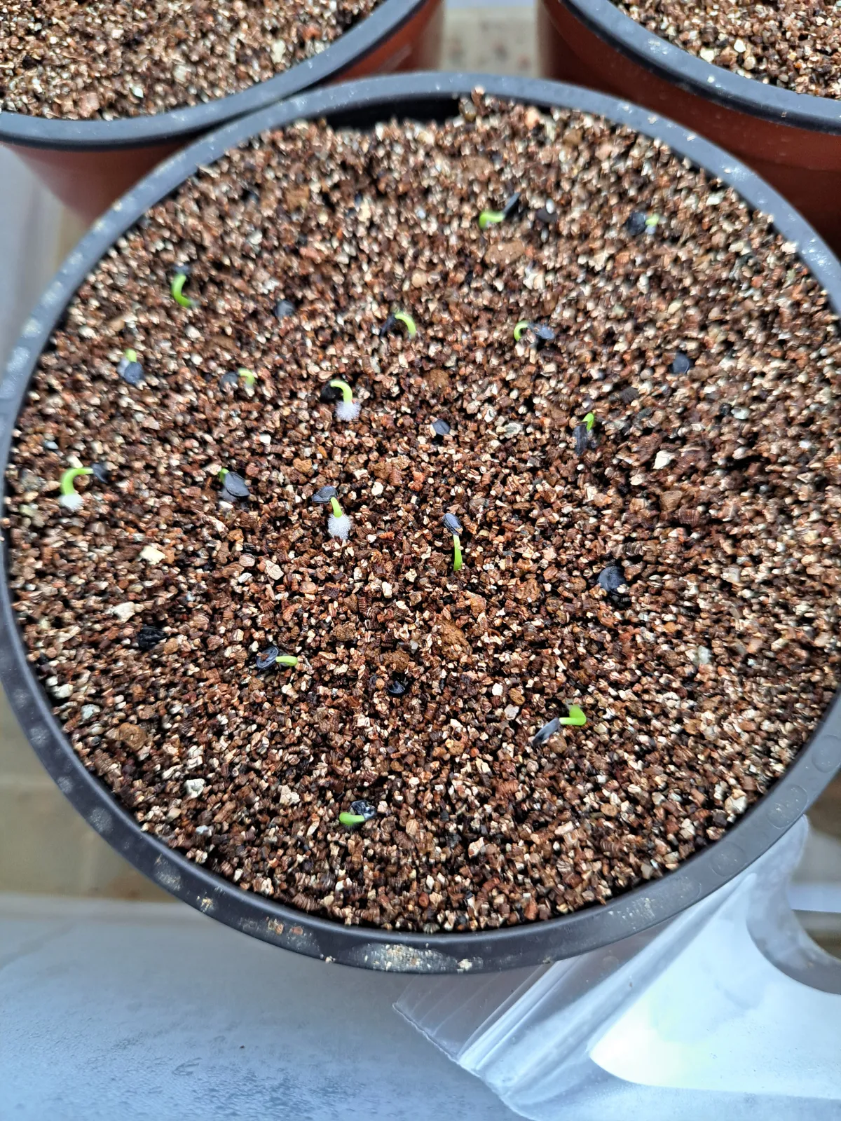Agave utahensis var. eborispina (アガベ エボリスピナ ヘイフォード)