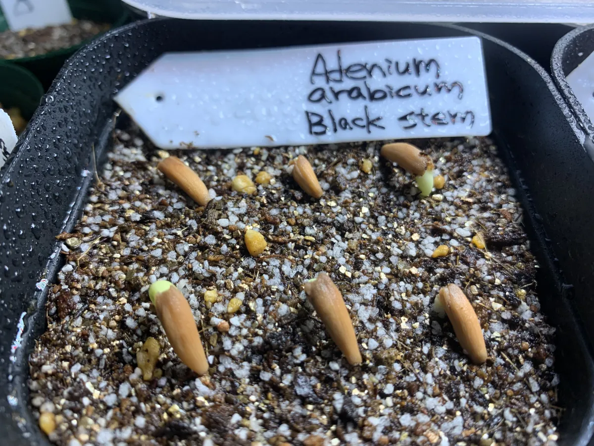 Adenium arabicum Black stem (アデニウム アラビカム ブラックステム)