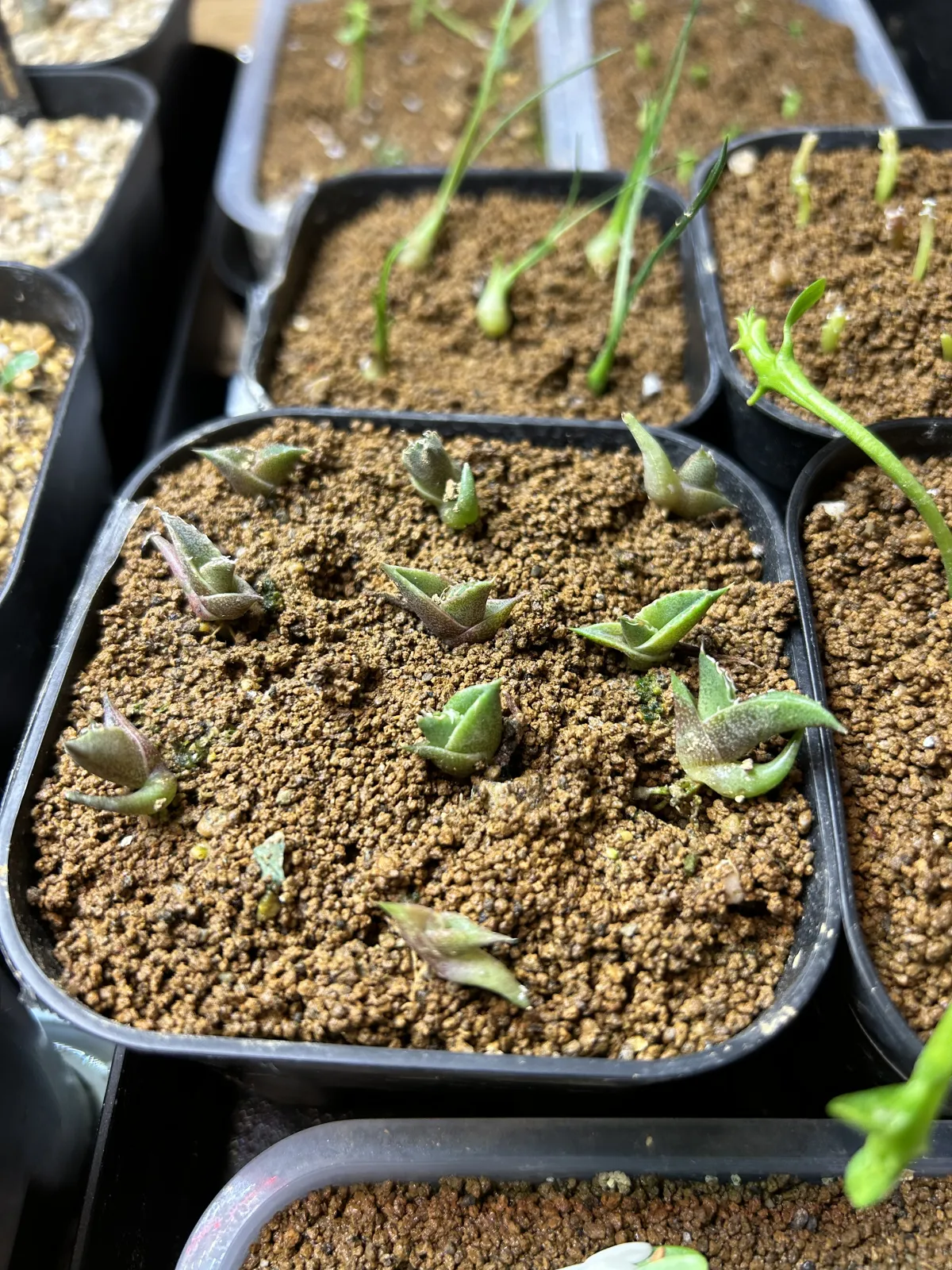 Agave oteroi Lot. (アガベ オテロイ)