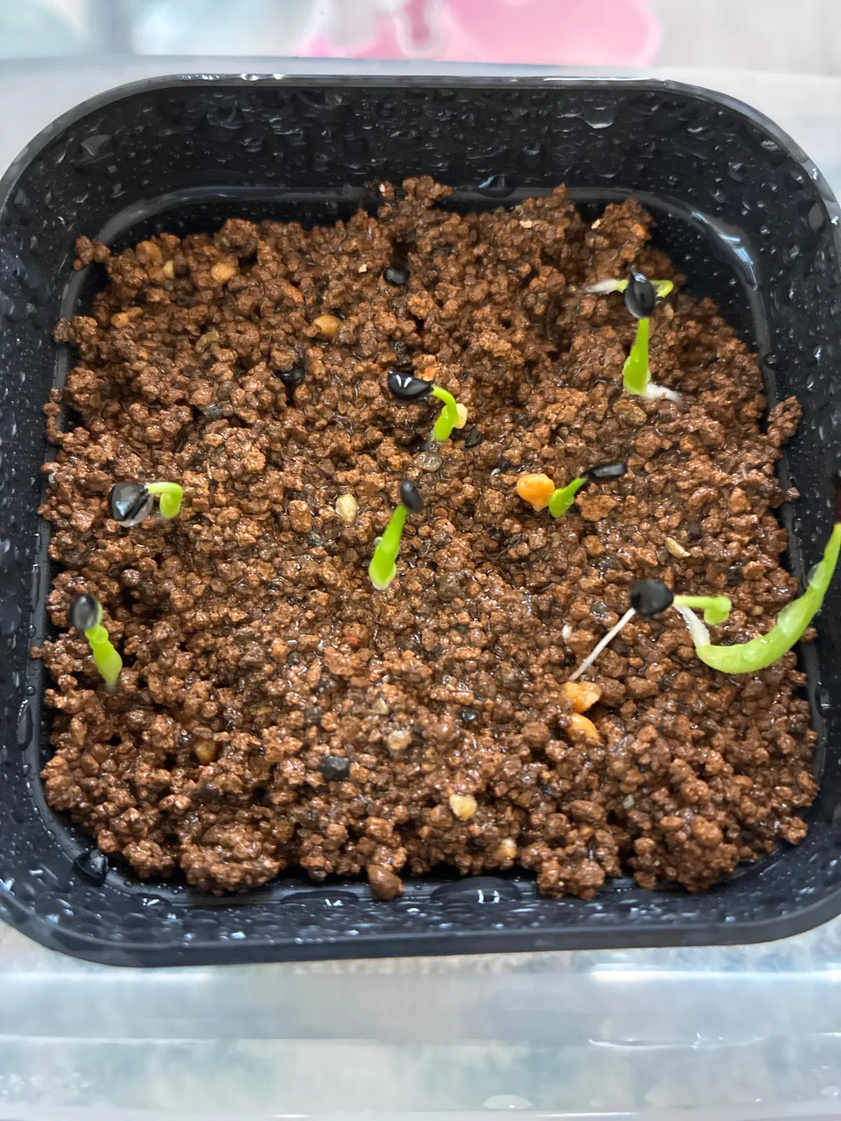 Agave utahensis var. eborispina (アガベ エボリスピナ ヘイフォード)
