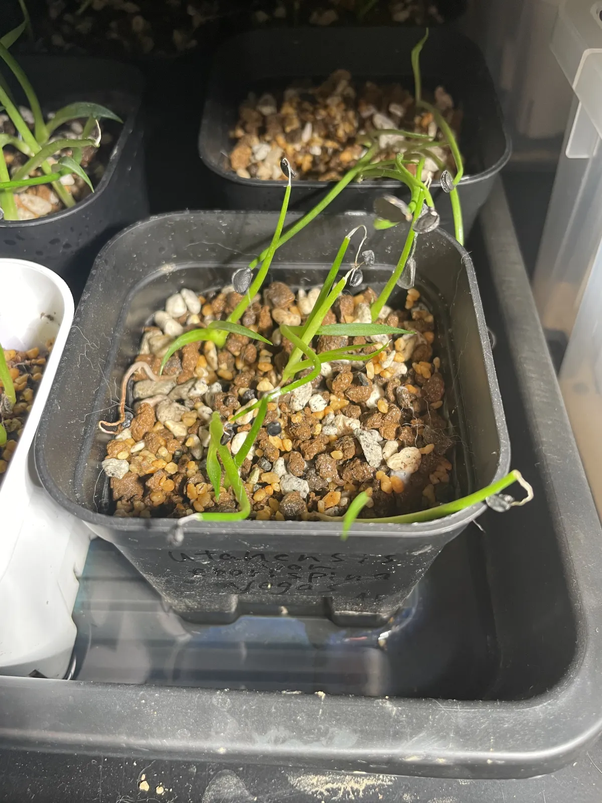 Agave utahensis var. eborispina Vegas (アガベ エボリスピナ ヴェガス)