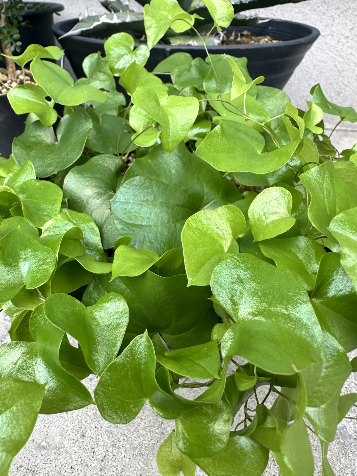 Dioscorea elephantipes (ディオスコレア エレファンティペス)