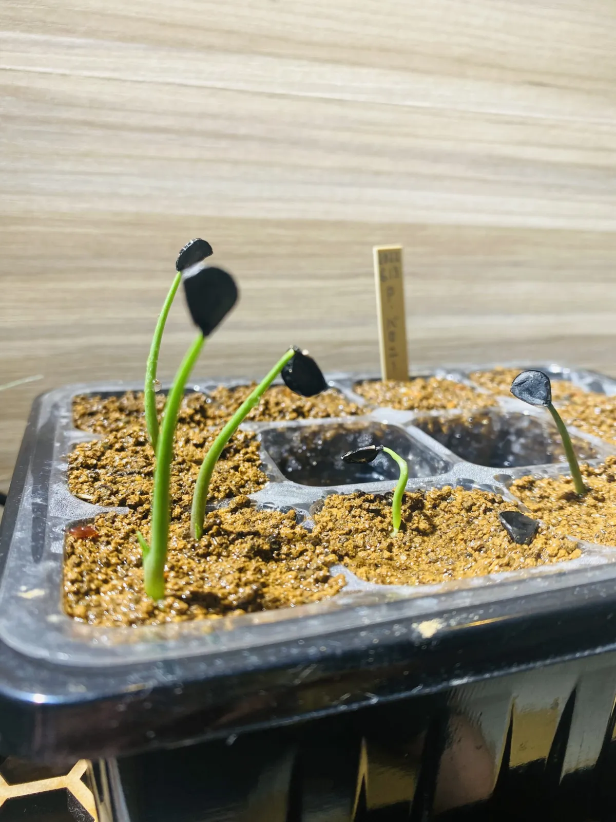 Agave americana var. oaxacensis (アガベ オアハセンシス)