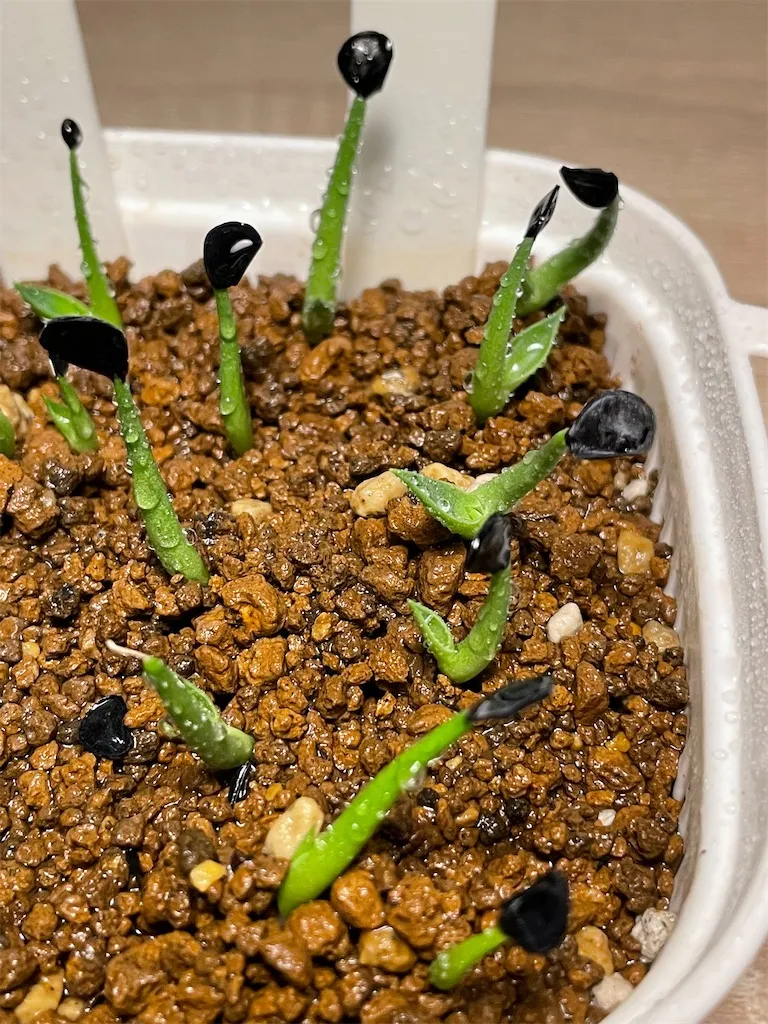 Agave parryi ssp. parryi (アガベ パリー)