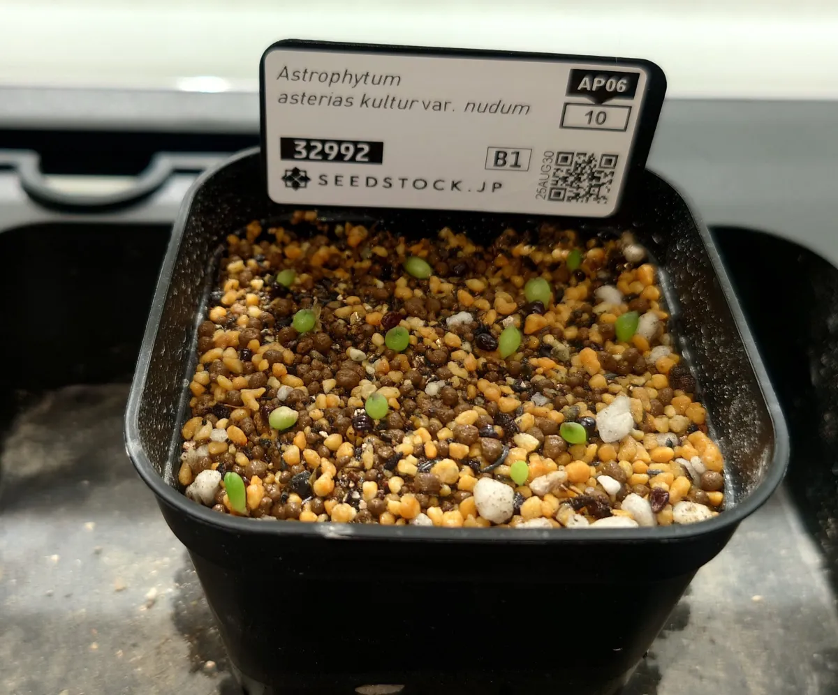 Astrophytum asterias var. nudum (アストロフィツム 瑠璃兜)