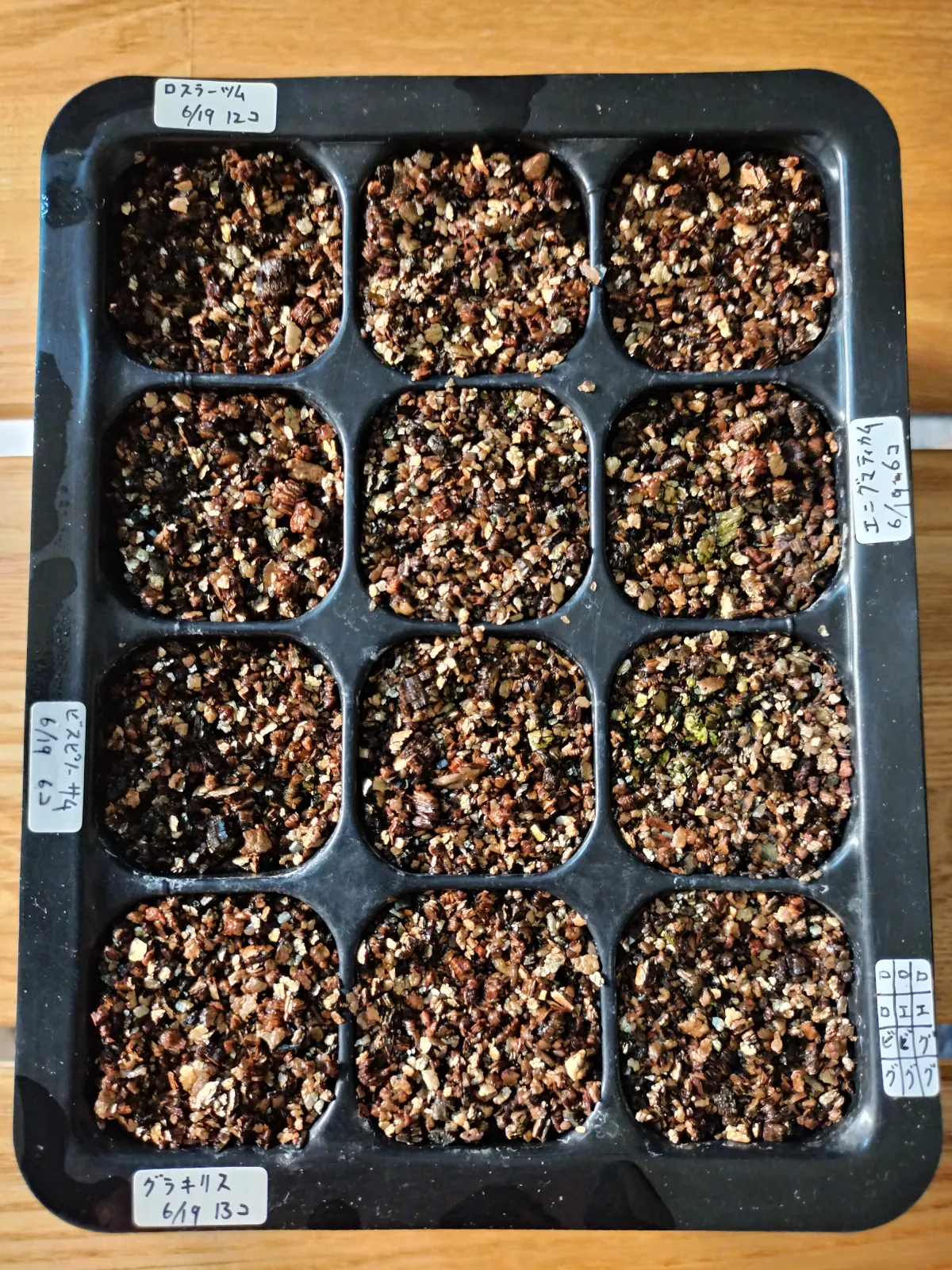 Pachypodium rosulatum var. gracilius ([無料種子] 発芽難 パキポディウム グラキリス　)