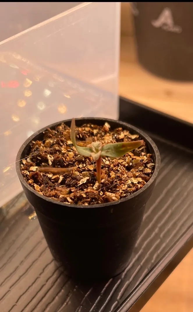 Fouquieria columnaris (フォークイエリア コルムナリス 観峰玉)