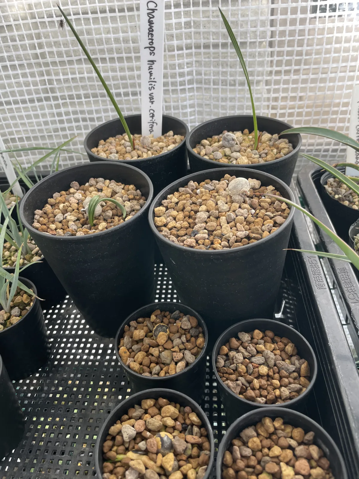 Chamaerops humilis var. cerifera (チャメロプス フミリス セリフェラ)