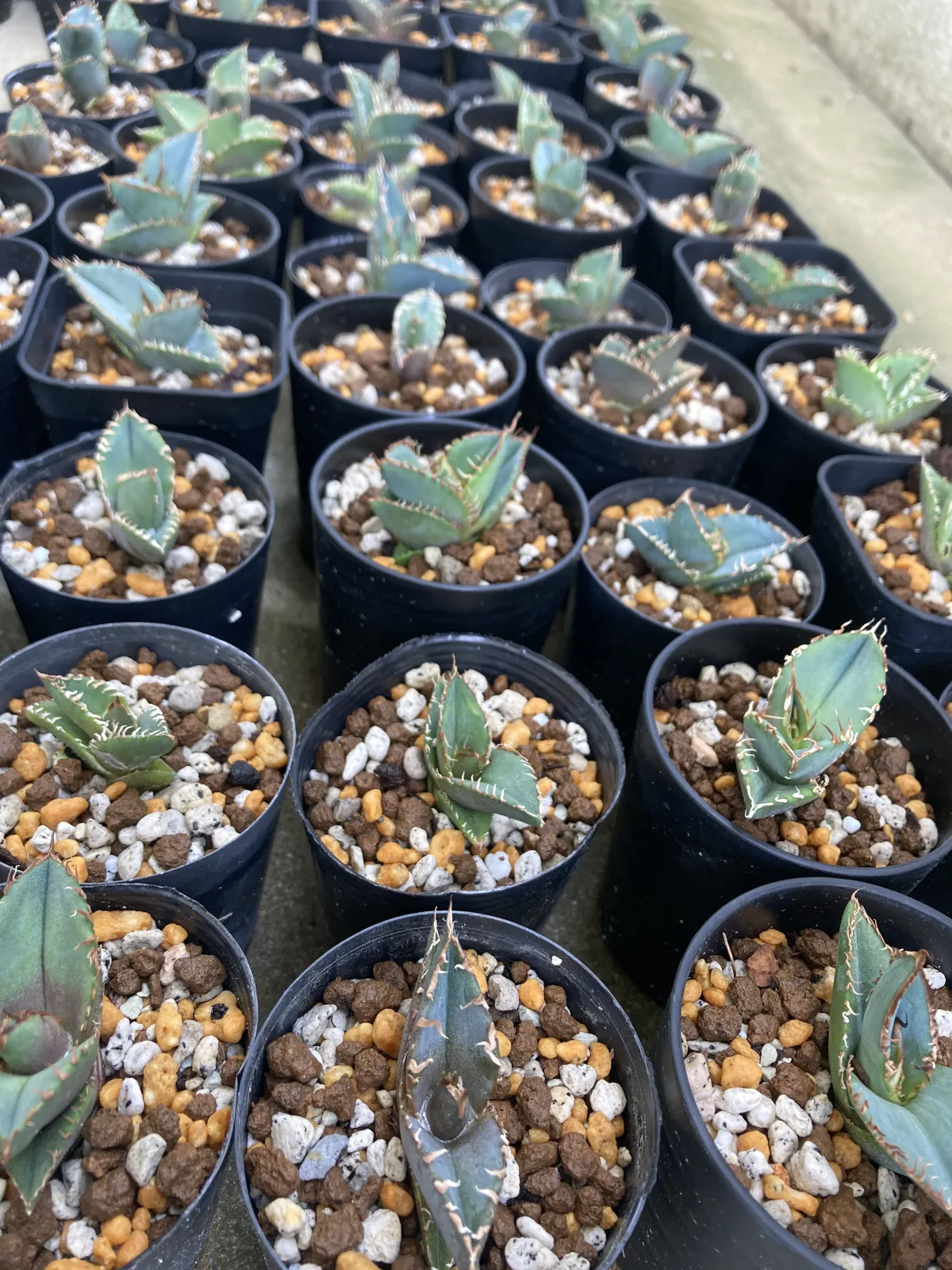 Agave oteroi Lot. (アガベ オテロイ)