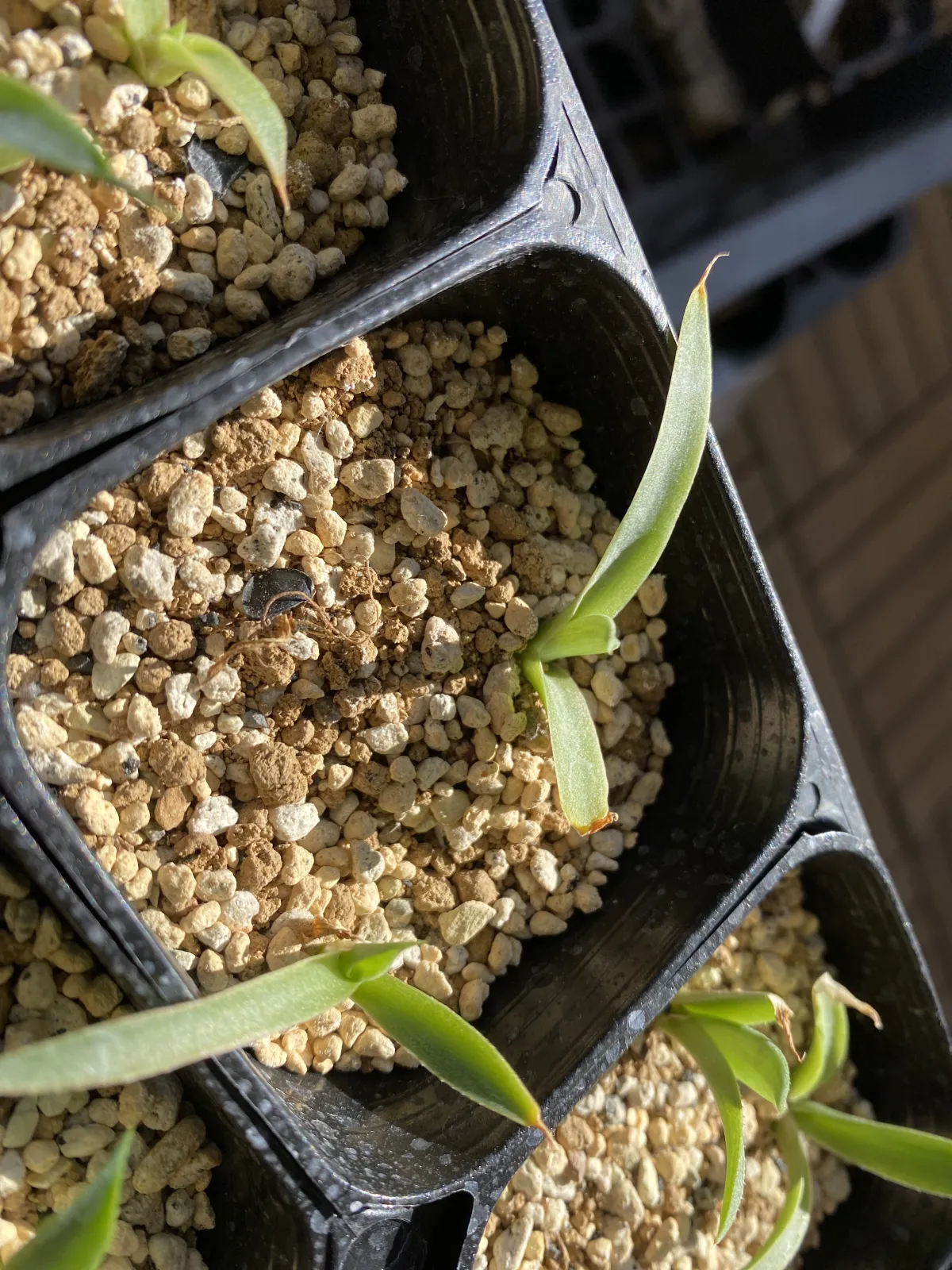 Agave parryi ssp. parryi (アガベ パリー)