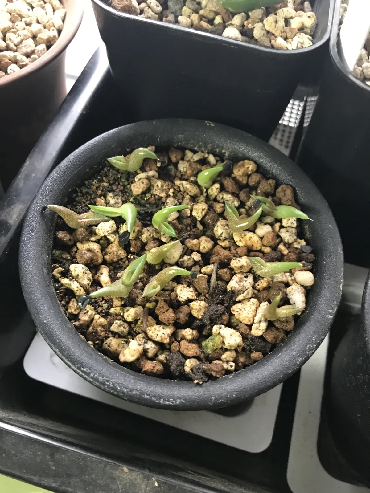 Agave oteroi Lot. (アガベ オテロイ)