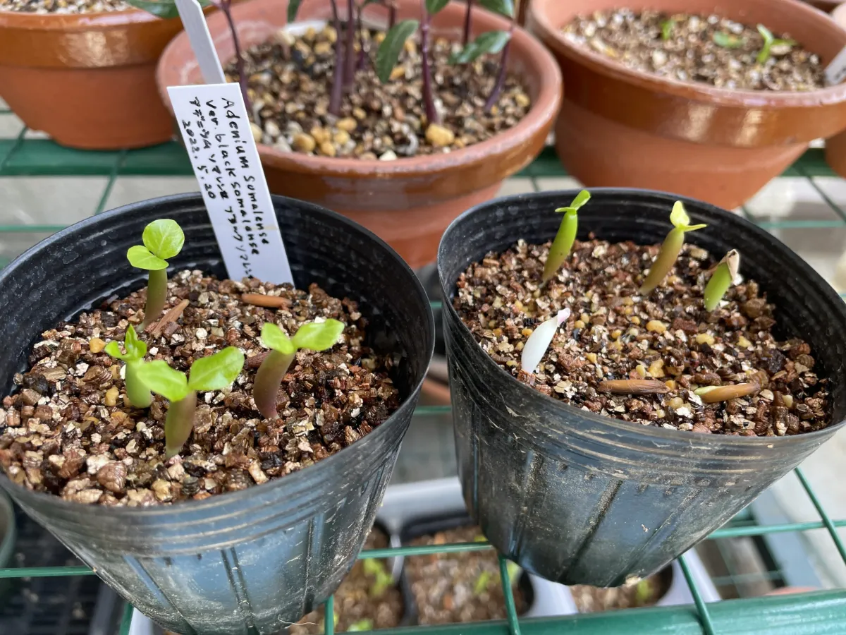 Adenium somalense var. black somalense (アデニウム ブラックソマレンセ)