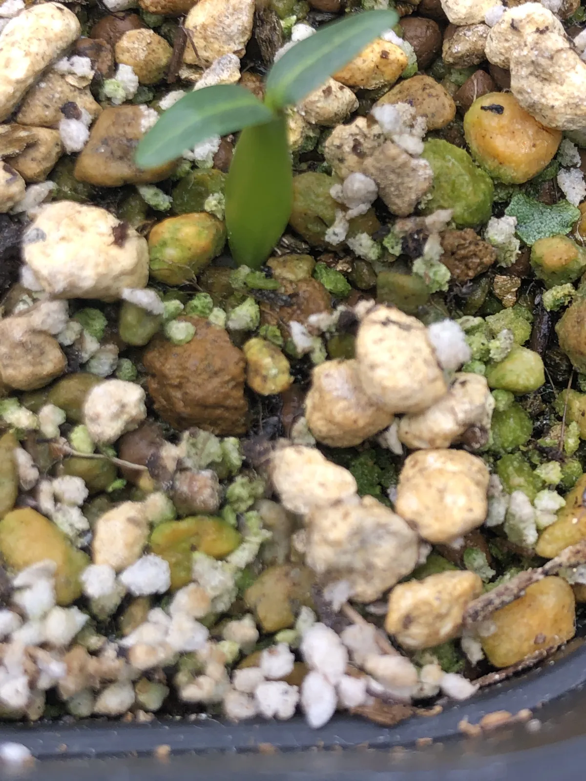Pachypodium rosulatum var. gracilius ([無料種子] 発芽難 パキポディウム グラキリス　)