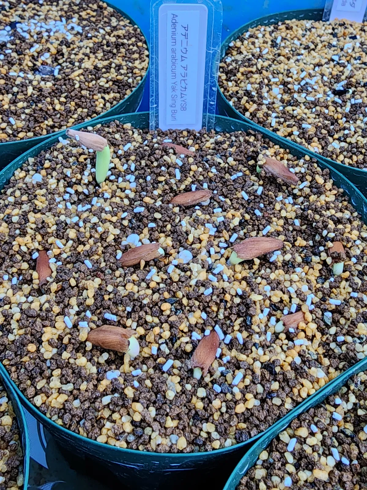 YSB Adenium arabicum Yak Sing Buri (アデニウム アラビカム)
