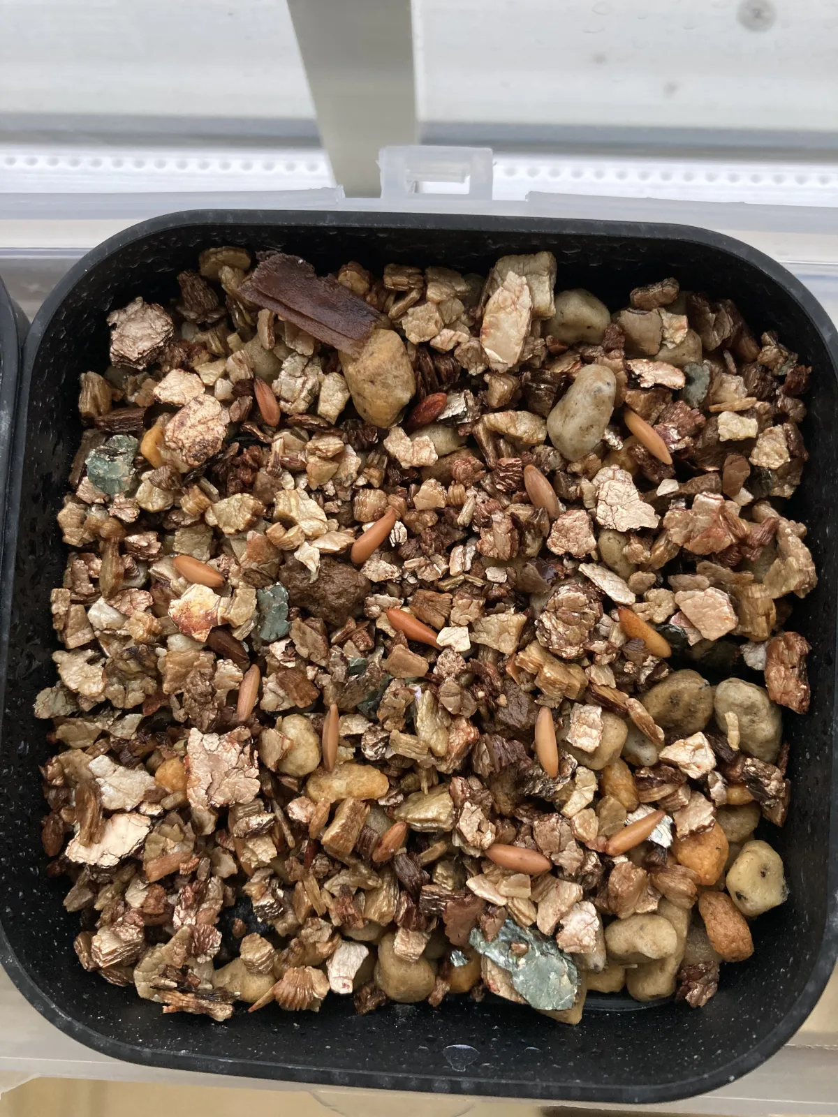 Pachypodium rosulatum var. gracilius ([無料種子] 発芽難 パキポディウム グラキリス　)