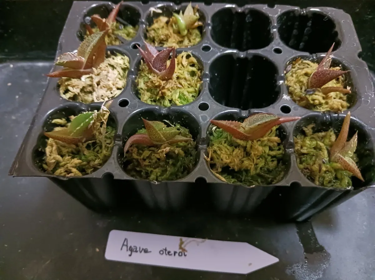 Agave oteroi Lot. (アガベ オテロイ)