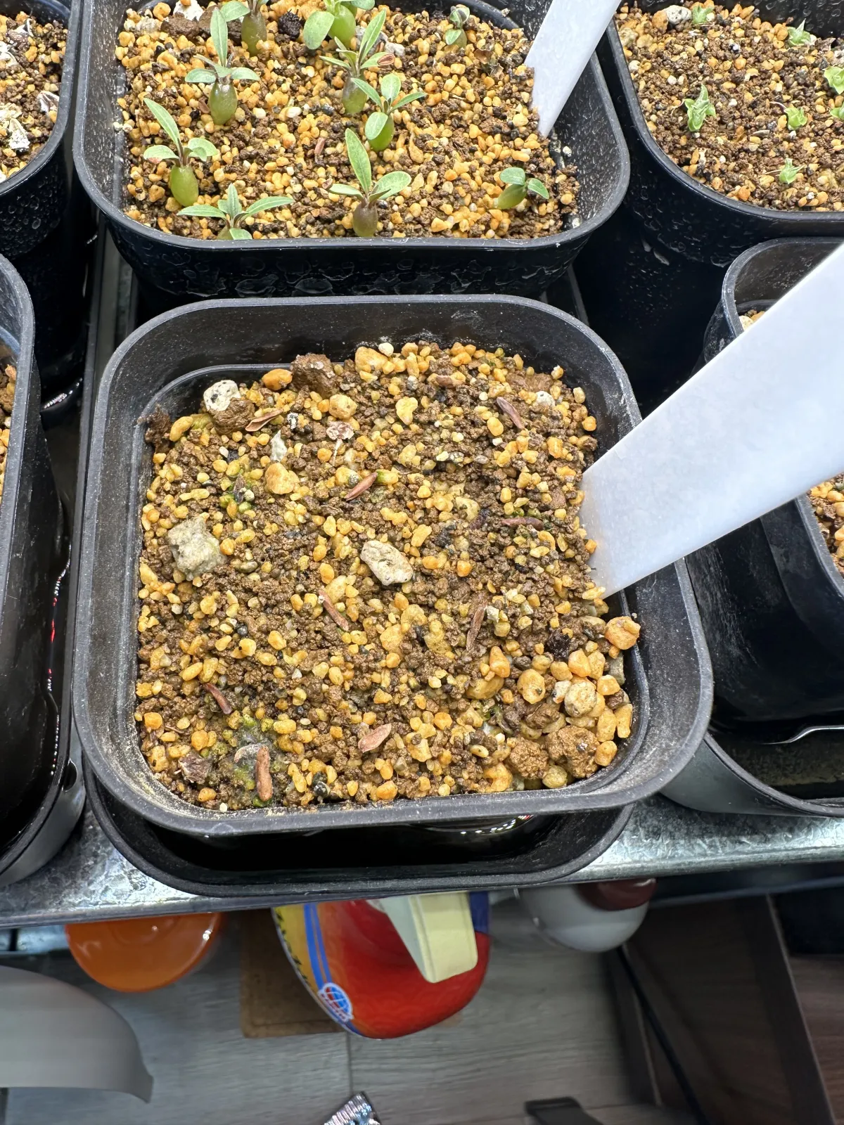 Pachypodium rosulatum var. gracilius ([無料種子] 発芽難 パキポディウム グラキリス　)