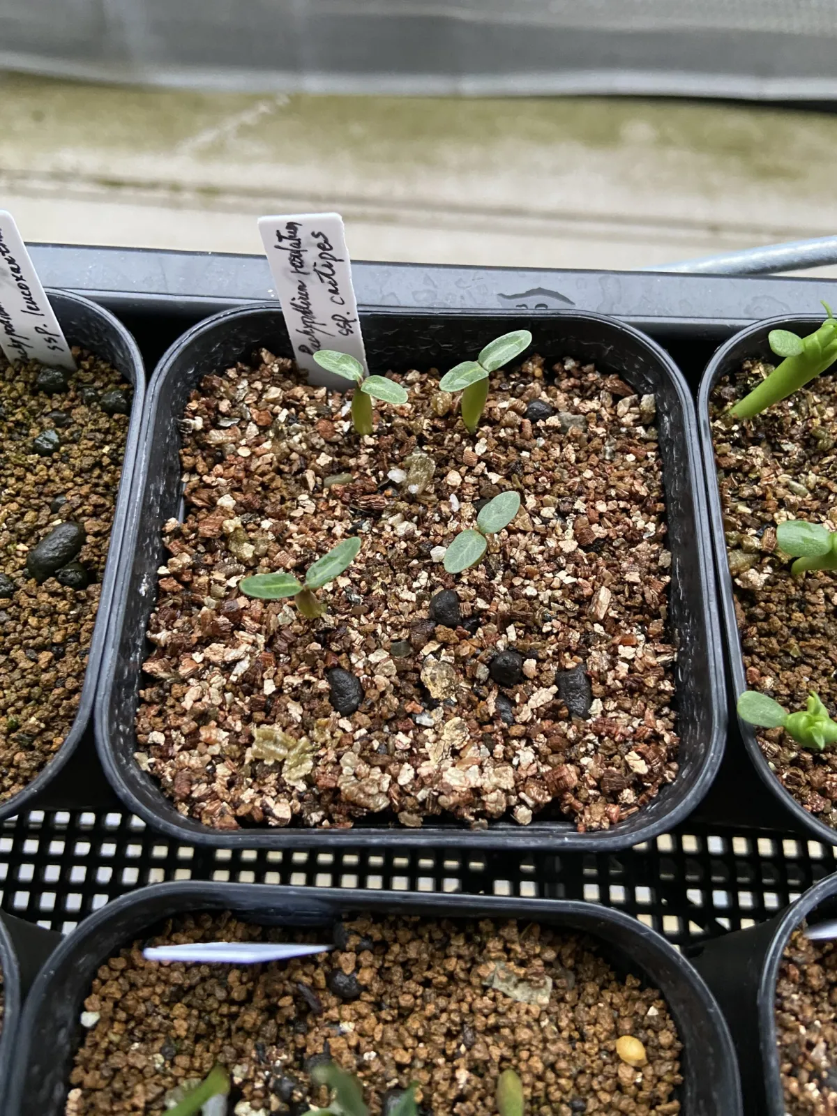 Pachypodium rosulatum ssp. cactipes (パキポディウム カクチペス)