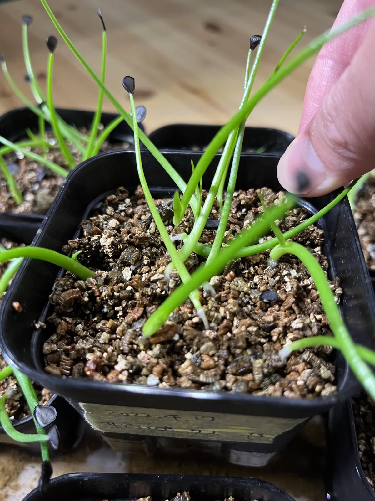 Agave subsimplex (アガベ サブシンプレックス)