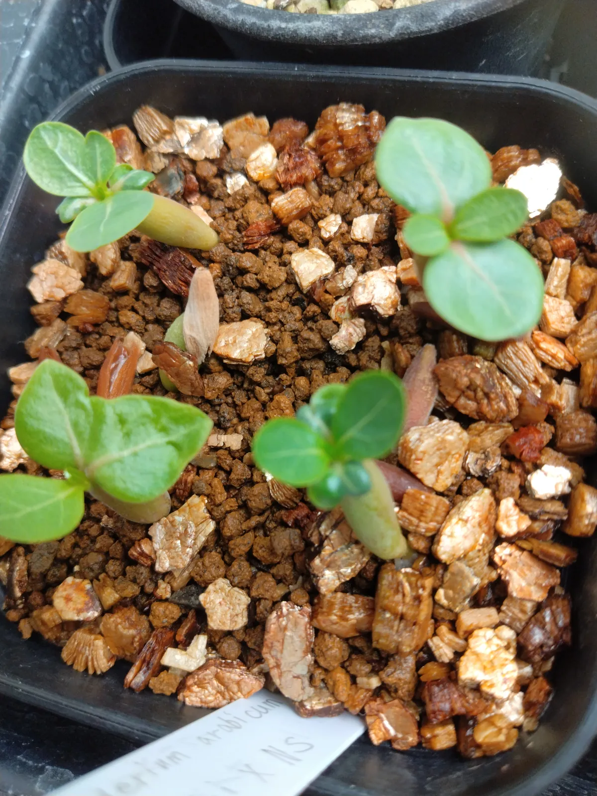x NS  Adenium arabicum Godji x NS (アデニウム ゴッジ)