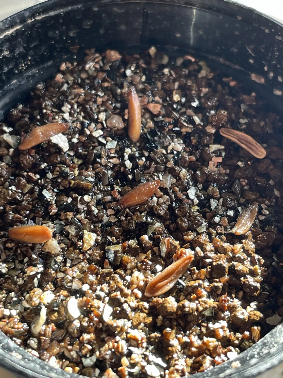 Pachypodium rosulatum var. gracilius ([無料種子] 発芽難 パキポディウム グラキリス　)