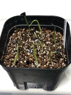 Agave isthmensis (アガベ イシスメンシス)