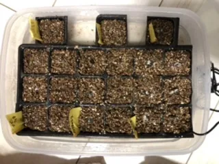 Agave sp. (アガベ マグニフィカ)