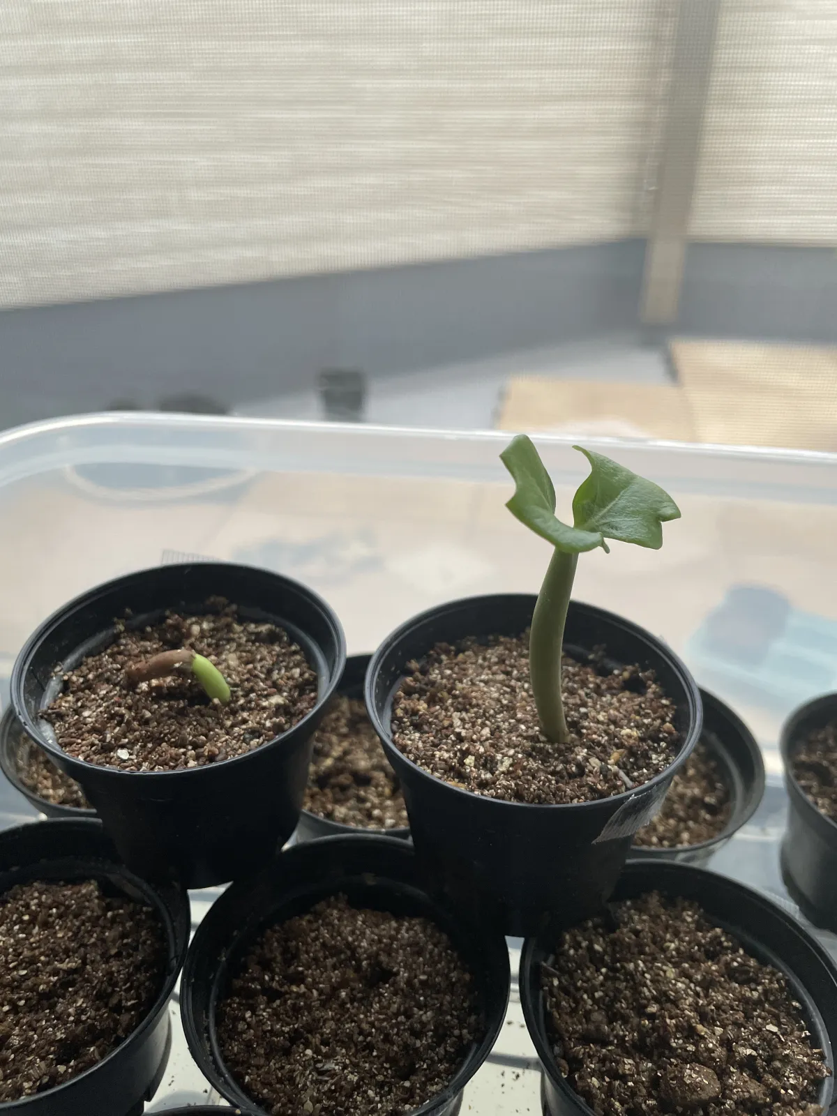 PNW Adenium arabicum phet na wang (アデニウム アラビカム)