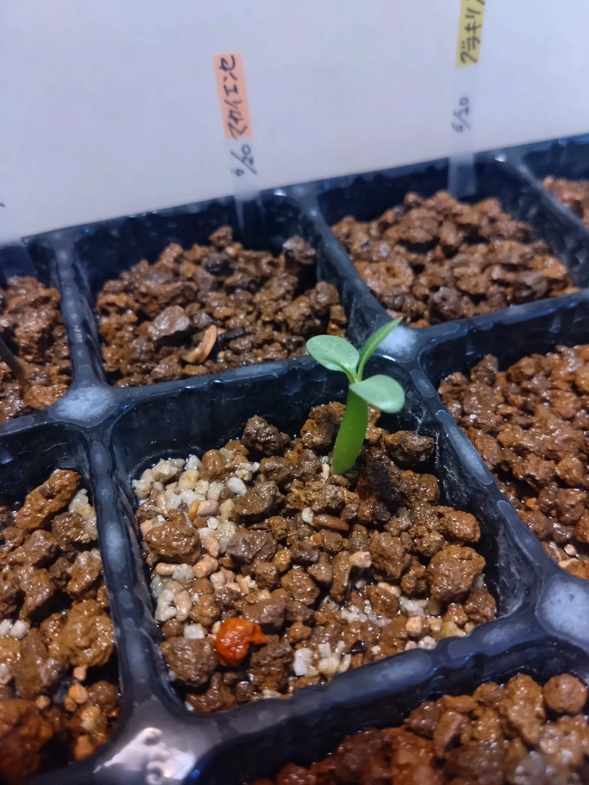 Pachypodium rosulatum ssp. makayense (パキポディウム マカイエンセ)