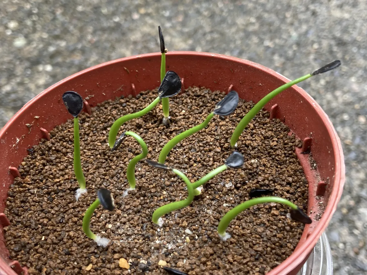 Agave parryi var. huachusensis (アガベ フアチュセンシス)