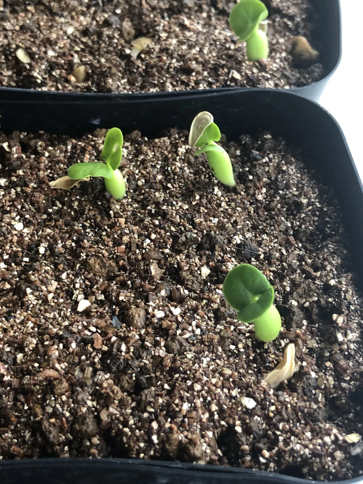 Fockea edulis (フォッケア 火星人)