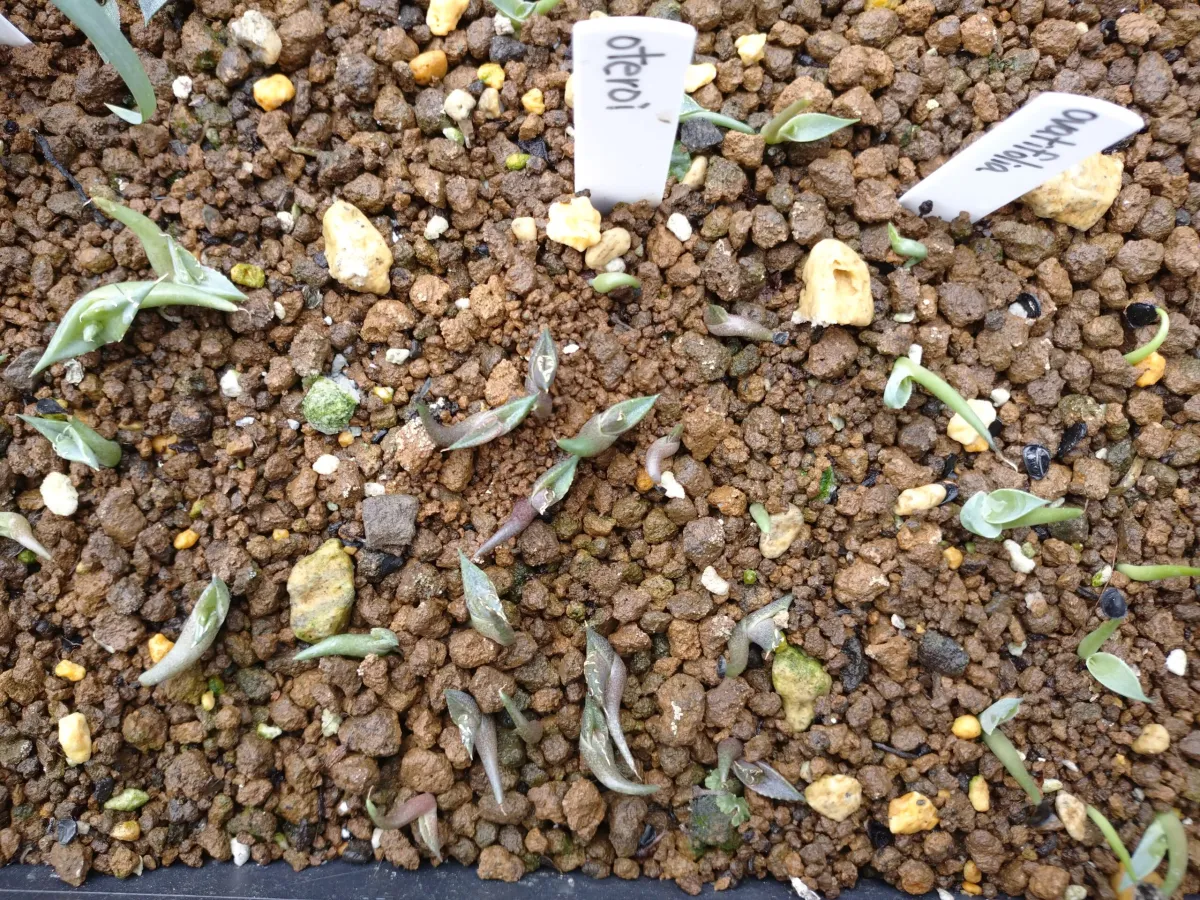 Agave oteroi Lot. (アガベ オテロイ)