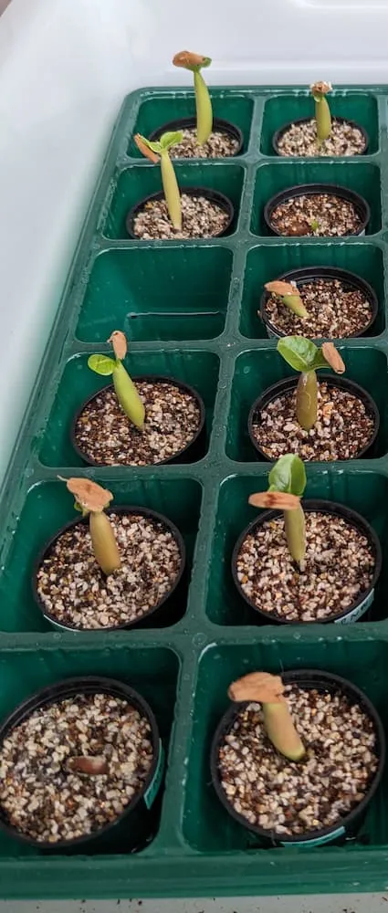 PNW Adenium arabicum phet na wang (アデニウム アラビカム)