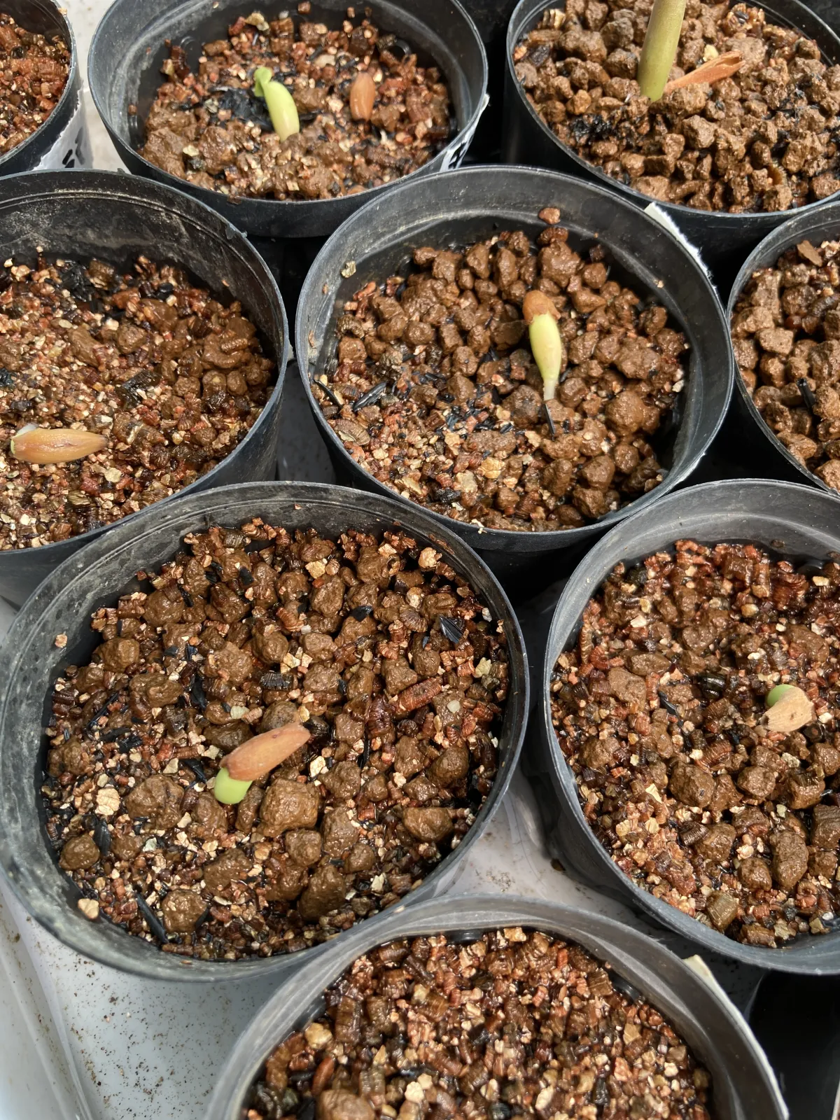 Adenium arabicum King Kong (アデニウム アラビカム キングコング)