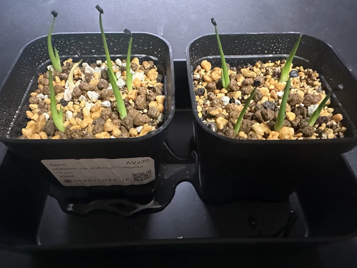 Agave utahensis ssp. utahensis Compacta (アガベ ユタエンシスコンパクタ)