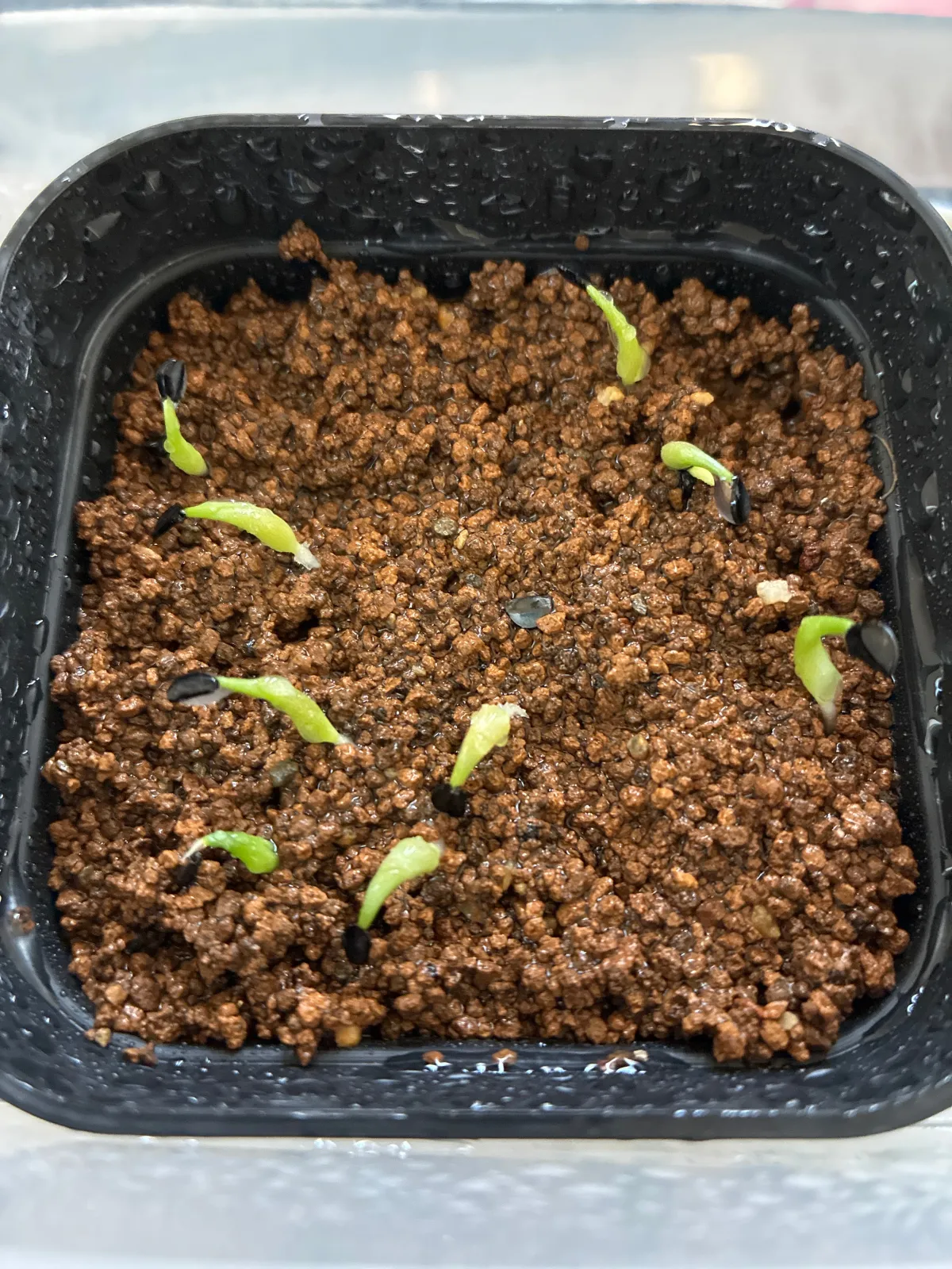Agave titanota Blue Lot. (アガベ チタノタブルー)
