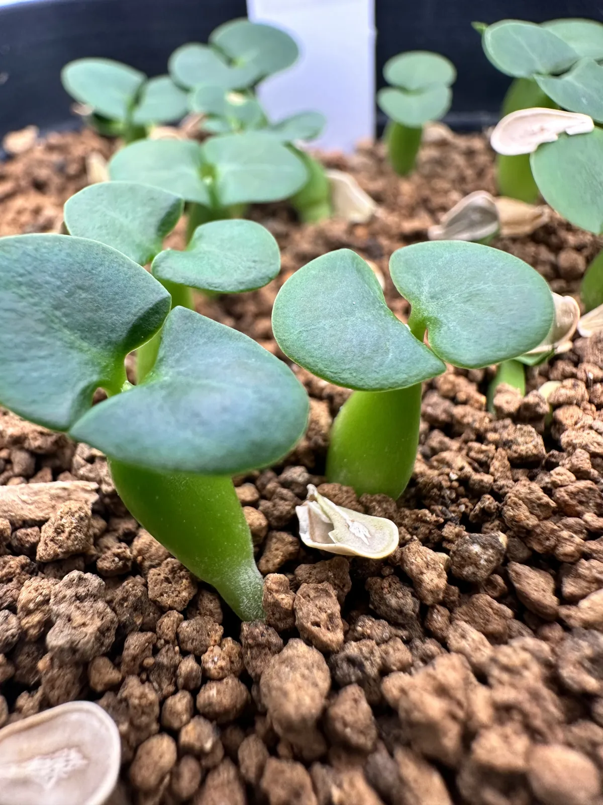 Fockea edulis (フォッケア 火星人)