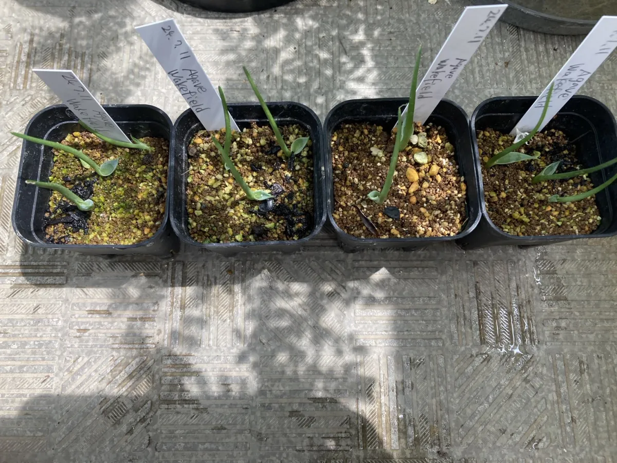 Agave parryi huachucensis Wakefield (アガベ パリー ウェイクフィールド)
