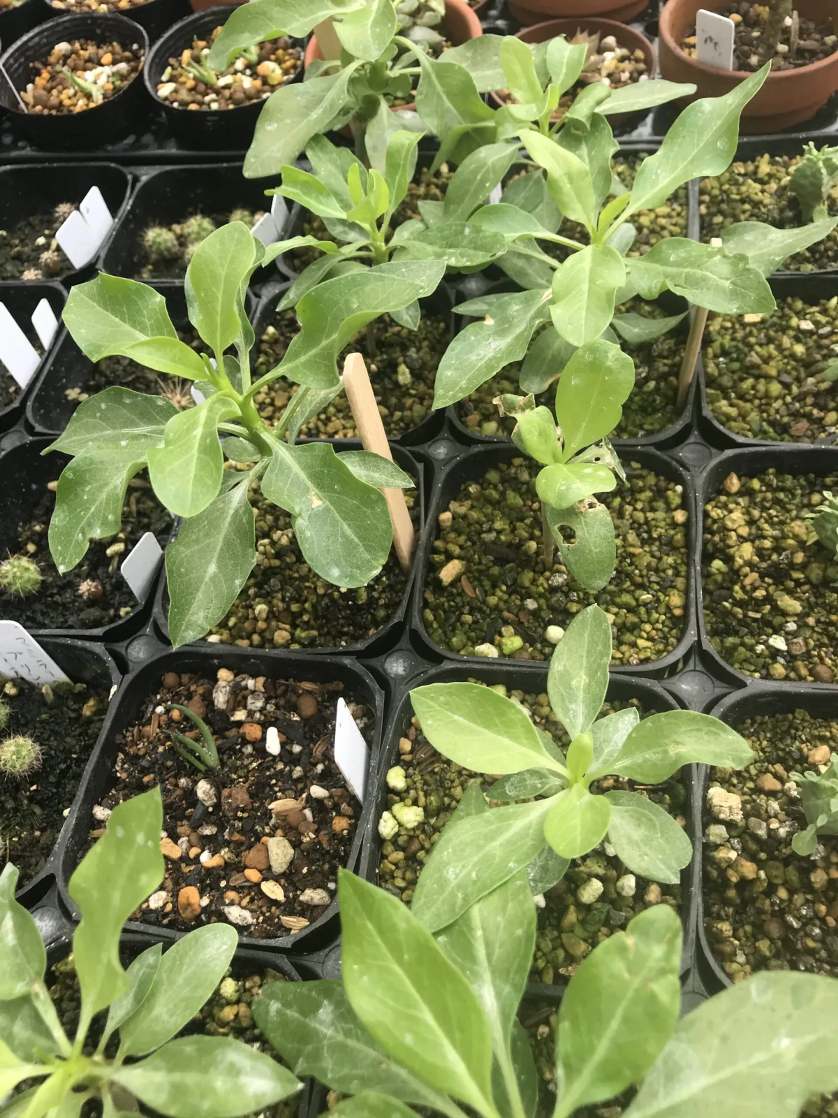 Fouquieria formosa (フォークイエリア フォルモサ)