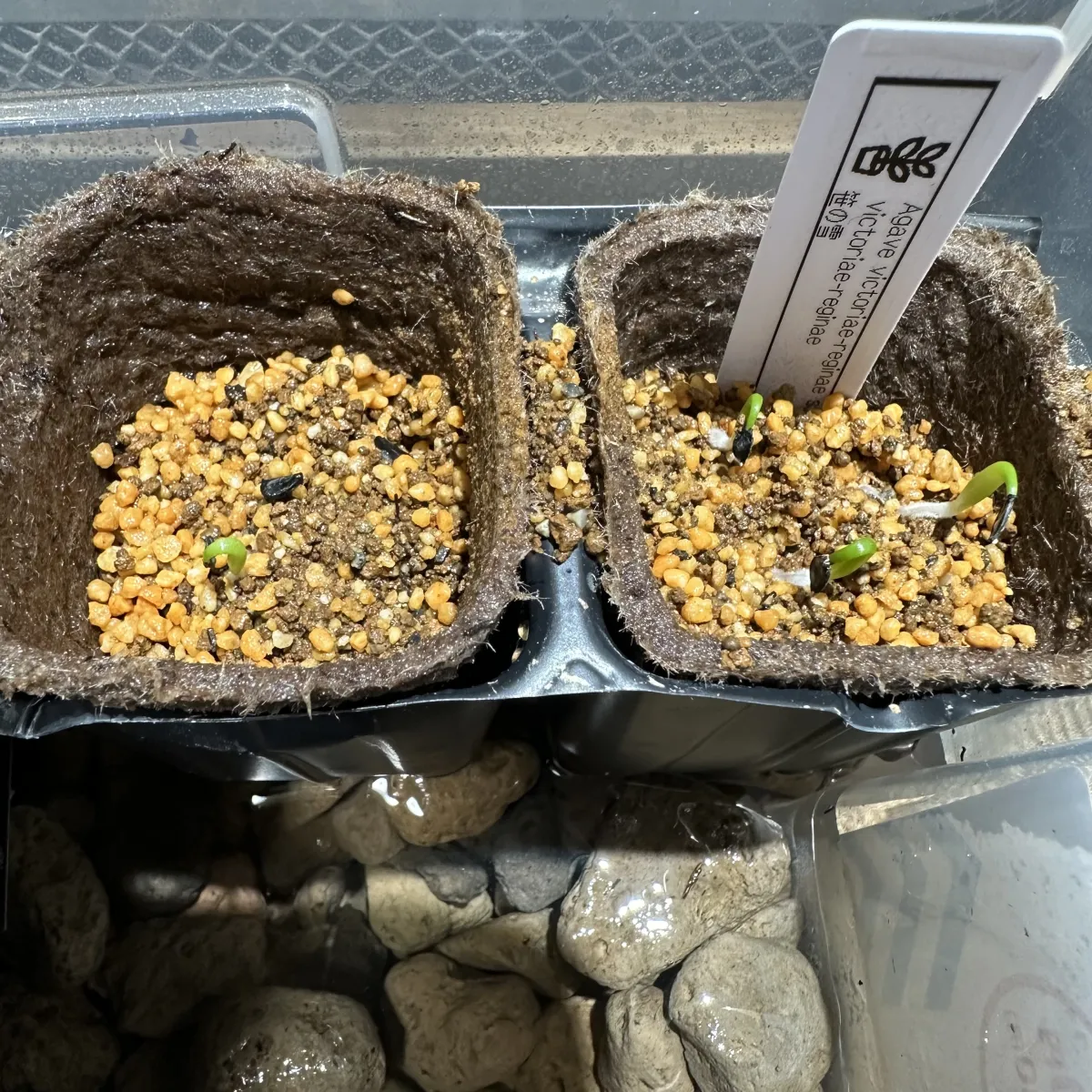 Agave victoriae-reginae ssp. victoriae-reginae (アガベ ビクトリアレジーナエ 笹の雪)